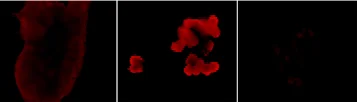 Immunocytochemistry/ Immunofluorescence - Anti-EGFR (phospho S1142) antibody (AB76194)