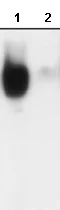 Western blot - Anti-EGFR (phospho S1142) antibody (AB76194)