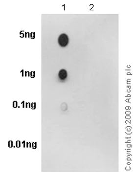 Dot Blot - Anti-EGFR (phospho S671) antibody [EPR2257] (AB92629)