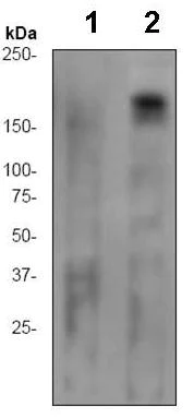 Western blot - Anti-EGFR (phospho S671) antibody [EPR2257] (AB92629)