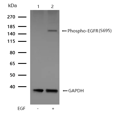 Western blot - Anti-EGFR (phospho S695) antibody [SR1251] (AB326651)