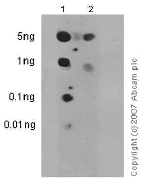 Dot Blot - Anti-EGFR (phospho T654) antibody [EP2255Y] (AB75986)