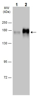 Western blot - Anti-EGFR (phospho T669) antibody (AB226875)