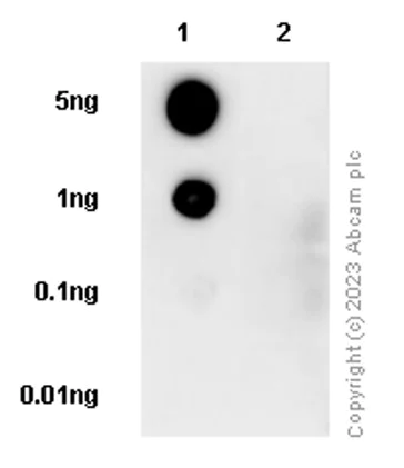 Dot Blot - Anti-EGFR (phospho T669) antibody [EP2256Y] (AB75980)