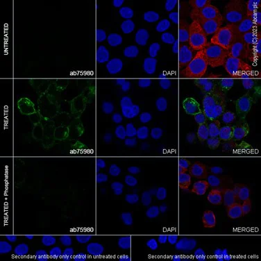 Immunocytochemistry/ Immunofluorescence - Anti-EGFR (phospho T669) antibody [EP2256Y] - BSA and Azide free (AB284728)