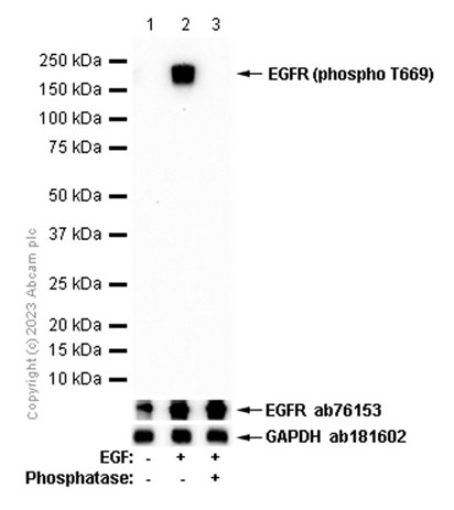 Western blot - Anti-EGFR (phospho T669) antibody [EP2256Y] - BSA and Azide free (AB284728), expandable thumbnail