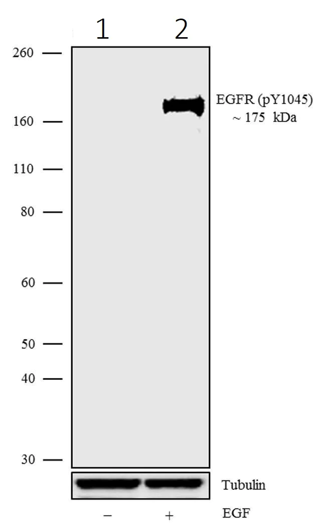 Western blot - Anti-EGFR (phospho Y1045) antibody [1HCLC] (AB277783)