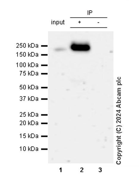 Immunoprecipitation - Anti-EGFR (phospho Y1045) antibody [EPR28381-88] (AB316155), expandable thumbnail