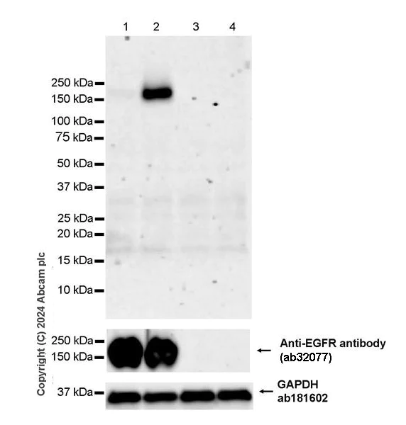 Western blot - Anti-EGFR (phospho Y1045) antibody [EPR28381-88] (AB316155)