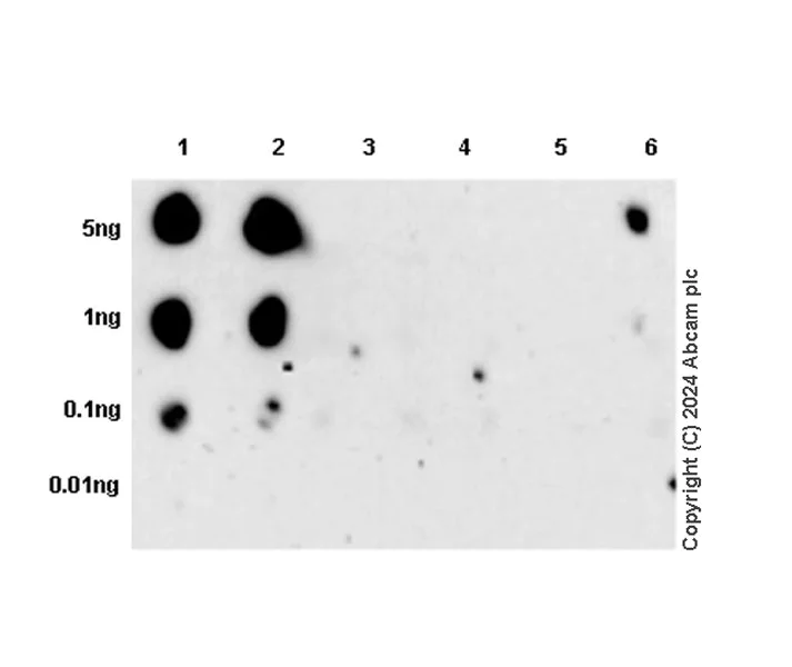 Dot Blot - Anti-EGFR (phospho Y1045) antibody [EPR28381-88] - BSA and Azide free (AB316156)