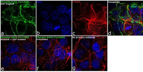 Immunocytochemistry/ Immunofluorescence - Anti-EGFR (phospho Y1068) antibody (AB5644)