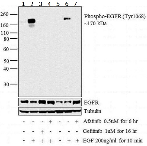Western blot - Anti-EGFR (phospho Y1068) antibody (AB5644), expandable thumbnail