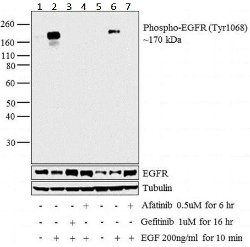 Western blot - Anti-EGFR (phospho Y1068) antibody (AB5644)
