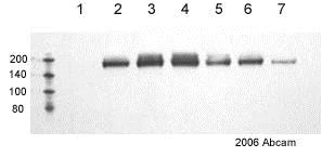 Western blot - Anti-EGFR (phospho Y1068) antibody (AB5644)