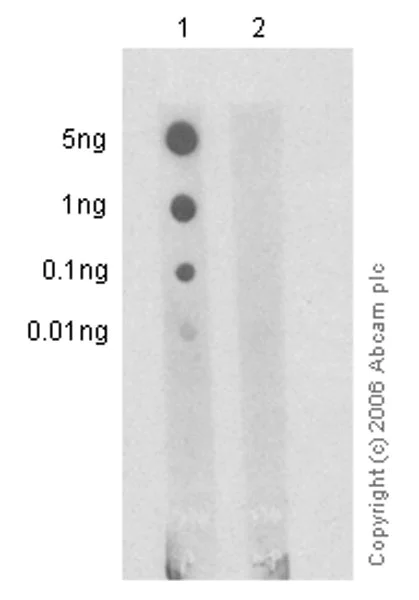 Dot Blot - Anti-EGFR (phospho Y1068) antibody [EP774Y] (AB40815)