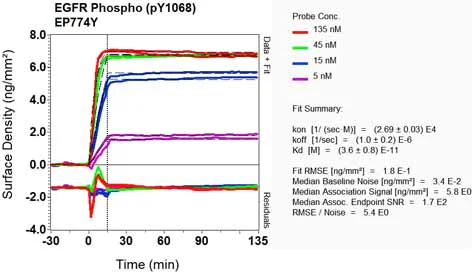 OI-RD Scanning - Anti-EGFR (phospho Y1068) antibody [EP774Y] (AB40815)