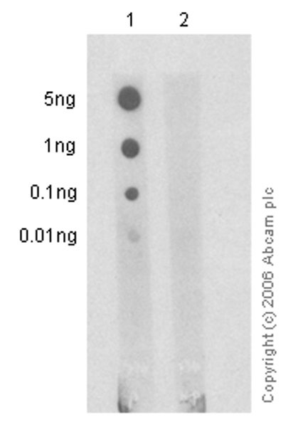 Dot Blot - Anti-EGFR (phospho Y1068) antibody [EP774Y] - BSA and Azide free (ab182618), expandable thumbnail