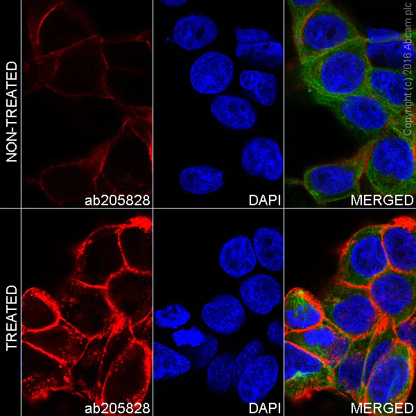 Immunocytochemistry/ Immunofluorescence - Anti-EGFR (phospho Y1068) antibody [EP774Y] - BSA and Azide free (AB182618)