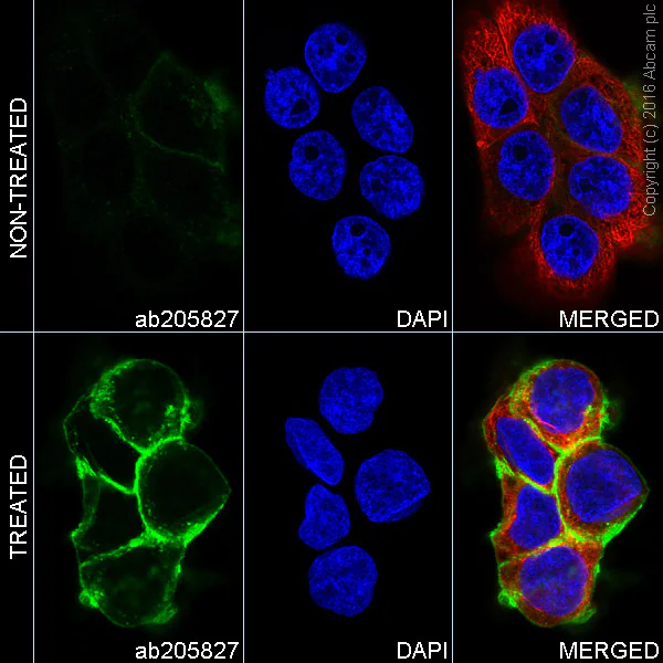 Immunocytochemistry/ Immunofluorescence - Anti-EGFR (phospho Y1068) antibody [EP774Y] - BSA and Azide free (AB182618)