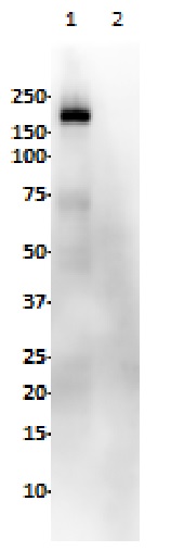 Western blot - Anti-EGFR (phospho Y1068) antibody [SP353] (AB223499), expandable thumbnail