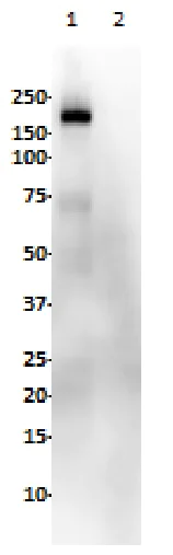 Western blot - Anti-EGFR (phospho Y1068) antibody [SP353] (AB223499)