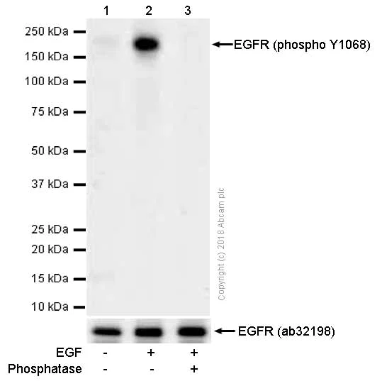 Western blot - Anti-EGFR (phospho Y1068) antibody [Y38] (AB32430)