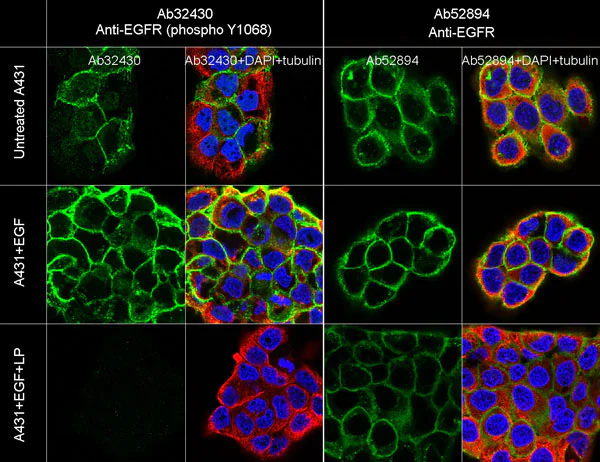 Immunocytochemistry/ Immunofluorescence - Anti-EGFR (phospho Y1068) antibody [Y38] - BSA and Azide free (AB171022)
