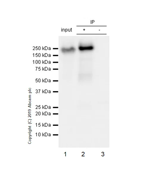 Immunoprecipitation - Anti-EGFR (phospho Y1068) antibody [Y38] - BSA and Azide free (AB171022)