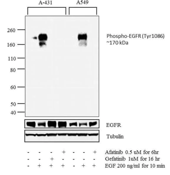 Western blot - Anti-EGFR (phospho Y1086) antibody (AB5650)