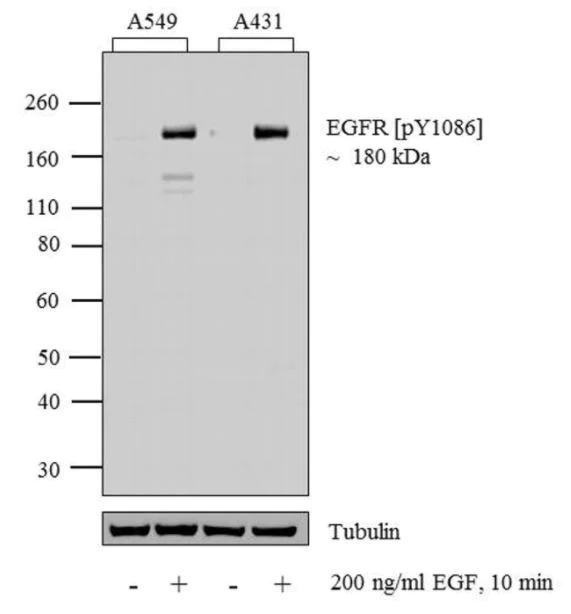 Western blot - Anti-EGFR (phospho Y1086) antibody (AB5650)