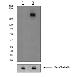 Western blot - Anti-EGFR (phospho Y1086) antibody [EP2258IHCY] - BSA and Azide free (AB247385)