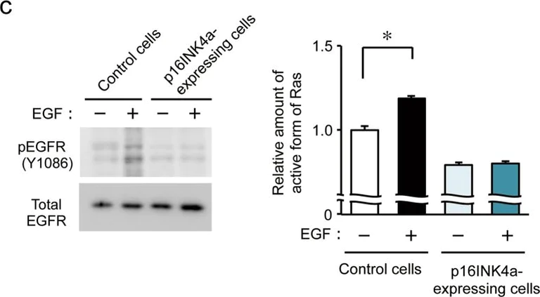 Western blot - Anti-EGFR (phospho Y1086) antibody [Y39] (AB32086)