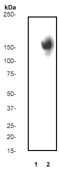 Western blot - Anti-EGFR (phospho Y1086) antibody [Y39] (AB32086)