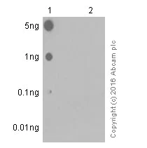 Dot Blot - Anti-EGFR (phospho Y1086) antibody [Y39] - BSA and Azide free (AB247225)
