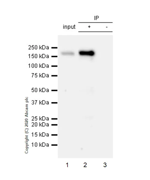 Immunoprecipitation - Anti-EGFR (phospho Y1086) antibody [Y39] - BSA and Azide free (AB247225)