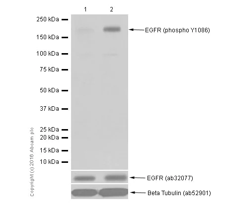Western blot - Anti-EGFR (phospho Y1086) antibody [Y39] - BSA and Azide free (AB247225)