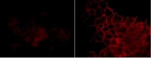 Immunocytochemistry/ Immunofluorescence - Anti-EGFR (phospho Y1101) antibody [M199] (AB76195)