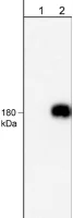 Western blot - Anti-EGFR (phospho Y1101) antibody [M199] (AB76195)