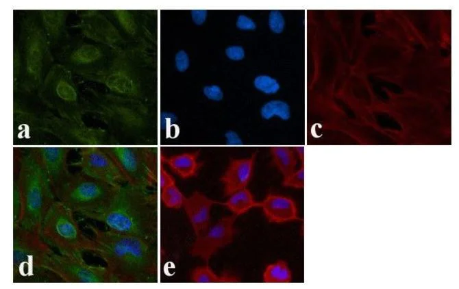 Immunocytochemistry - Anti-EGFR (phospho Y1148) antibody (AB5651)