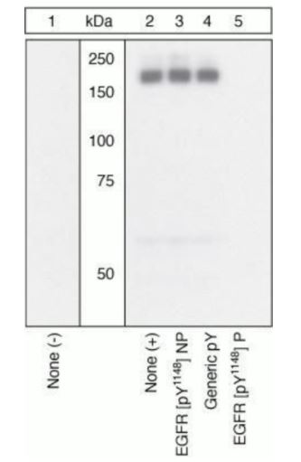 Western blot - Anti-EGFR (phospho Y1148) antibody (AB5651), expandable thumbnail