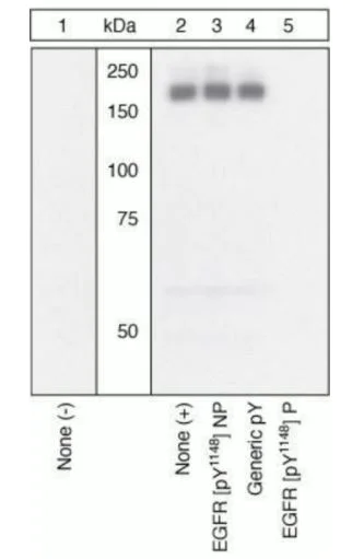 Western blot - Anti-EGFR (phospho Y1148) antibody (AB5651)