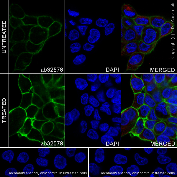Immunocytochemistry/ Immunofluorescence - Anti-EGFR (phospho Y1173) antibody [E124] (AB32578), expandable thumbnail
