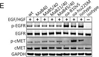 Western blot - Anti-EGFR (phospho Y1173) antibody [E124] (AB32578), expandable thumbnail