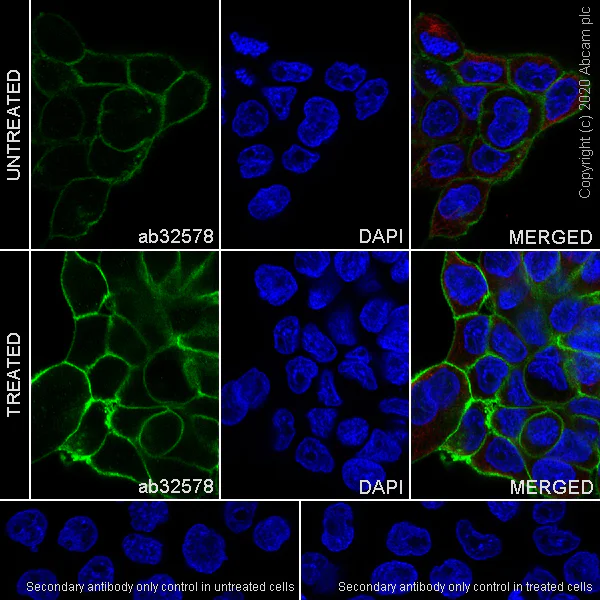 Immunocytochemistry/ Immunofluorescence - Anti-EGFR (phospho Y1173) antibody [E124] - BSA and Azide free (AB203559)