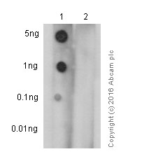 Dot Blot - Anti-EGFR (phospho Y845) antibody [EPR2149Y] (AB97613), expandable thumbnail