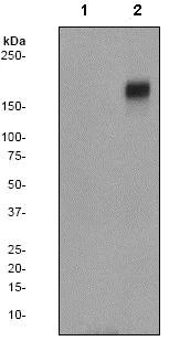 Western blot - Anti-EGFR (phospho Y845) antibody [EPR2149Y] (AB97613)