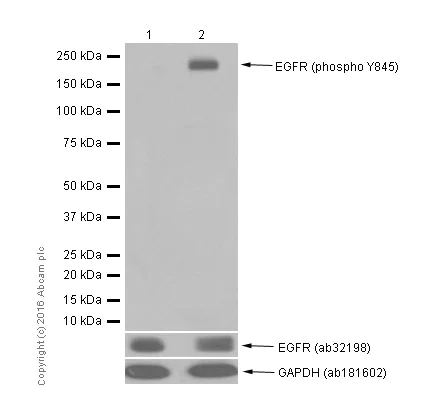 Western blot - Anti-EGFR (phospho Y845) antibody [EPR2149Y] (AB97613)