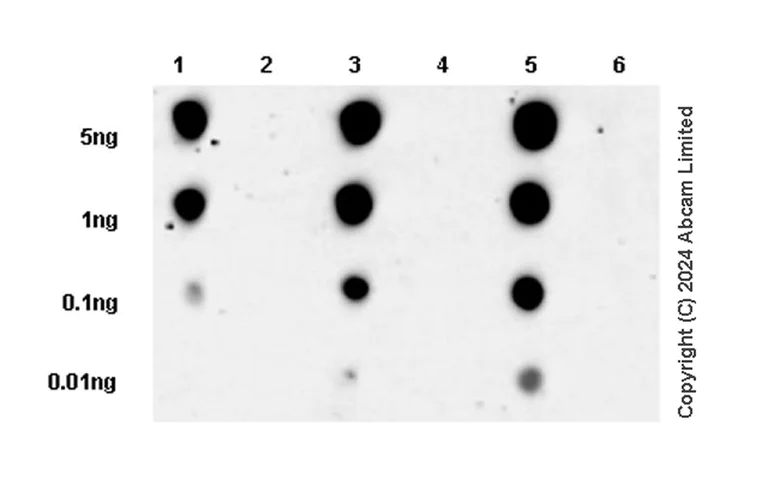Dot Blot - Anti-EGFR (phospho Y845 + Y1068 + Y1086) antibody [RM1132] - BSA and Azide free (AB319114)