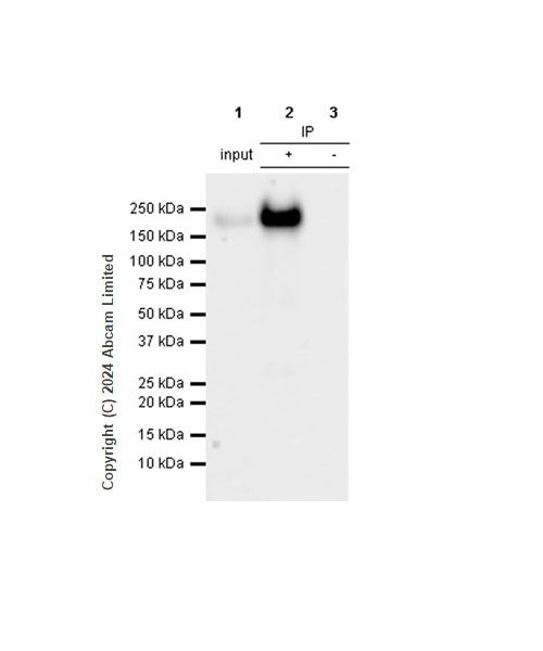 Immunoprecipitation - Anti-EGFR (phospho Y845 + Y1068 + Y1086) antibody [RM1132] - BSA and Azide free (AB319114), expandable thumbnail