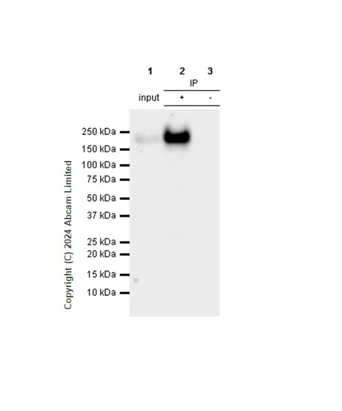 Immunoprecipitation - Anti-EGFR (phospho Y845 + Y1068 + Y1086) antibody [RM1132] - BSA and Azide free (AB319114)
